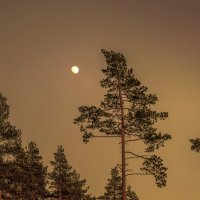 Диалог...   Луна и сосны... :: Александр Попович