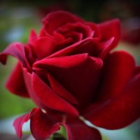 Бордовая роза роскошна собой :: Татьян@ Ивановна