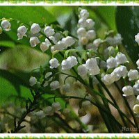 Весенний запах красоты :: Лидия (naum.lidiya)