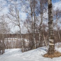 в весеннем лесу :: Валерий Цингауз