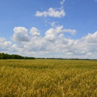 Пшеничное поле. :: Виктор 