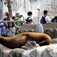 Зоопарк Нагоя Higashiyama Zoo :: wea *