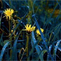 голубая трава, желтые цветы и немного воды :: Jiří Valiska