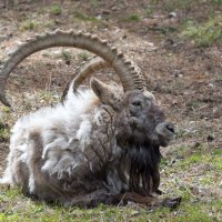 Сибирский горный козел :: Владимир Шадрин