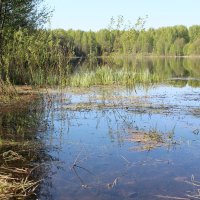 вода :: Светлана Рябова 