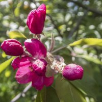 цветок яблони :: Лариса Батурова