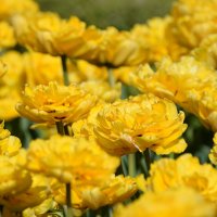 Жёлтые тюльпаны :: Тамара Бедай 
