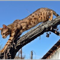 Маргуся - ижевский леопард :: muh5257 