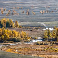 Золото Курая :: Ник Васильев