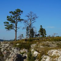 Всем ветрам вопреки :: Ольга Чистякова