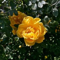 Желтая роза :: Владимир Бровко