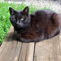 Чёрный кот :: Вера Щукина