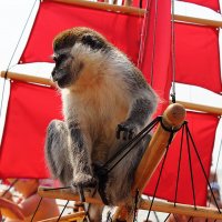 Капитан обезьян на алых парусах... :: Dmitry Saltykov