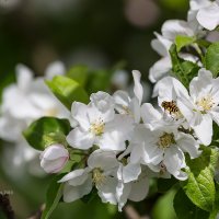 Штрифель цветёт :: Александр Синдерёв