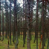 Танцующий лес :: Сергей Карачин