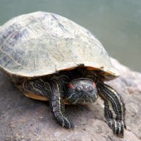 Красноухая черепаха, вид черепах из семейства американских пресноводных черепах. :: Валерий Новиков