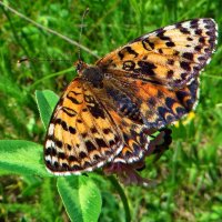 *Melitaea didyma - шашечница красная. :: vodonos241 