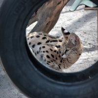 0846 :: Аркадий Лаптенко