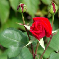 Красавица-роза растет на длинном и стройном стебле. :: Валерий Новиков