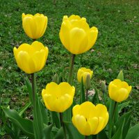 Желтые тюльпаны :: Наталия Короткова