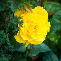 Желтая роза в саду :: Андрей ТOMА©