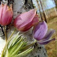 Цветы весны. :: nadyasilyuk Вознюк