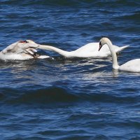 Лебеди на море - нет мира и среди лебедей :: Маргарита Батырева