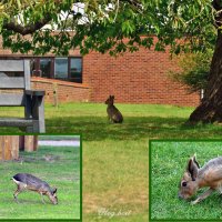 Патагонские зайцы в зоопарке Уипснейд  (коллаж) :: Тамара Бедай 