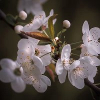 Вечерний май... :: Александр Попович