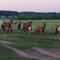 Вечерний выгул. :: Виктор Евстратов