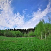Весенний лес :: Валерий Талашов