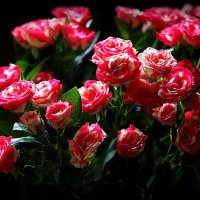 розы для любимых :: Олег Лукьянов