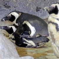 пингвины :: Михаил Бибичков