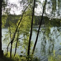 Лес у озера Рица в Подмосковье. :: Ольга Кривых