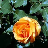 Майские розы Фото 3 :: Владимир Бровко