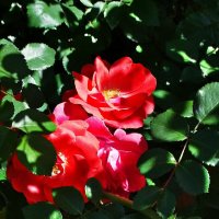 Майские розы Фото №5 :: Владимир Бровко