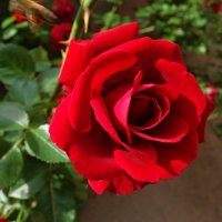 " Красная роза раскрыла бутон - и разлились ароматов флюиды..." :: Galina Dzubina