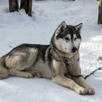 Хозяин с обедом запаздывает :: Александр Силинский