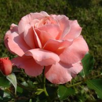 Розовая роза :: Татьяна Георгиевна 