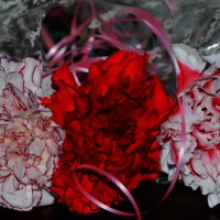 цветы для Мари :: Ксения Забара