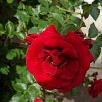 "Средь связки роз, весной омытой, Прекрасней чайной розы нет..." :: Galina Dzubina