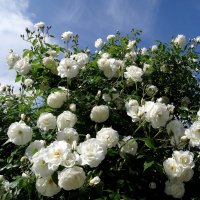 Белые розы :: wea *