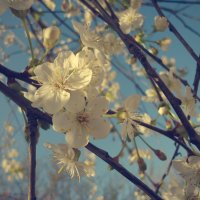 Весна :: Виктория Власова
