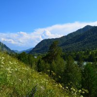 Лето в долине Катуни. :: Валерий Медведев