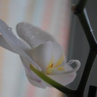 орхидея :: Аня Журавлёва