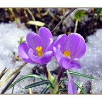 Весна :: Александр Силинский