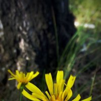 лесные цветы :: Диана Гилева