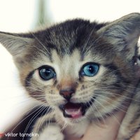 Котенок с голубыми глазами :: Виктор Тарнакин