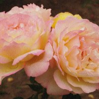 Чайная роза. :: Ольга Шеремет