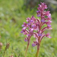 17.03.12 Ятрышник каспийский, Орхидея мотыльковая. (Orchis caspia, O. papilionacea :: Борис Ржевский